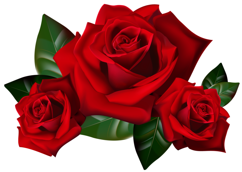 A Red Rose's flower 3d PNG Image
