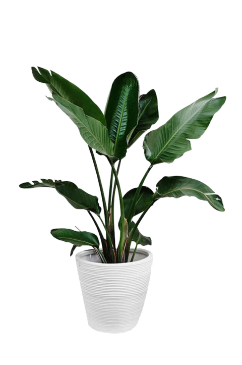 Bucket with Flowers PNG Image