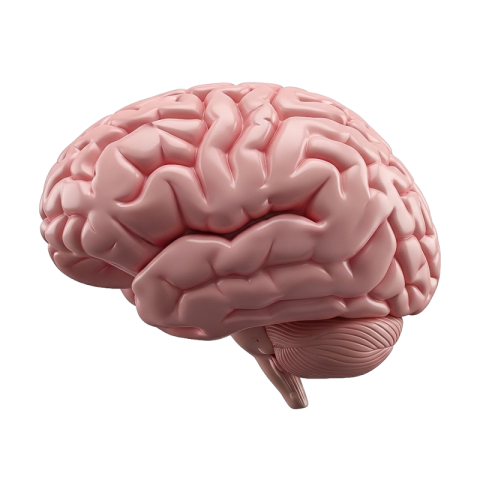 Realistic Human Brain 3D Render (PNG)