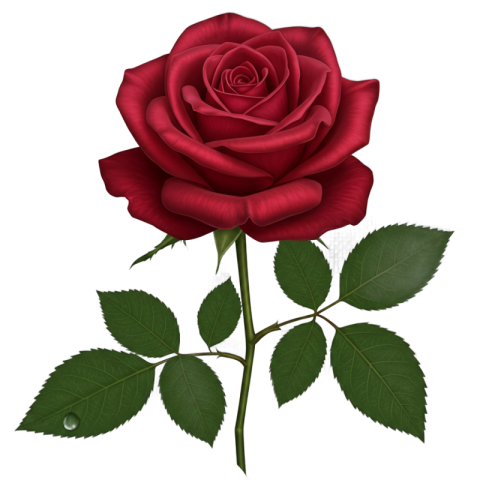 Red hybrid tea rose Transparent PNG Image